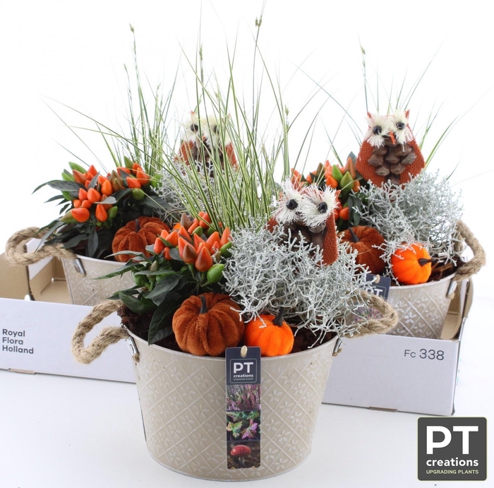 <h4>ARR TUINPLANTEN</h4>