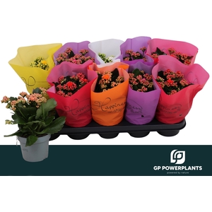 KAL GE PERF GEM 6 KL