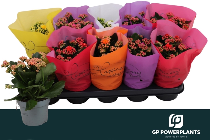 <h4>KAL GE PERF GEM 6 KL</h4>