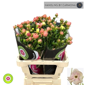 RAN NA MODER CAREZZA