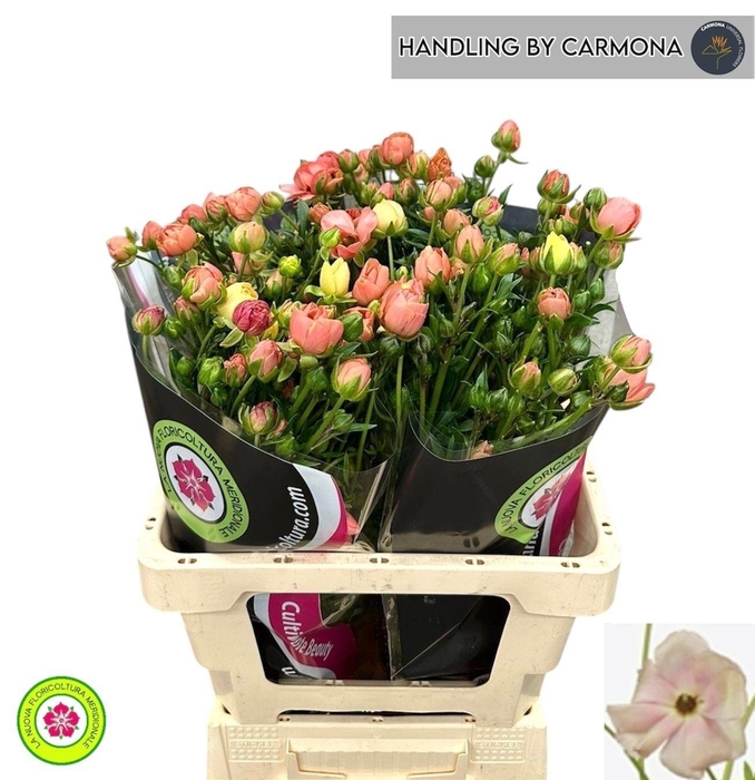 <h4>RAN NA MODER CAREZZA</h4>