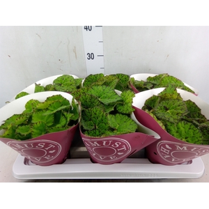 Begonia BD 'Lime Fever'