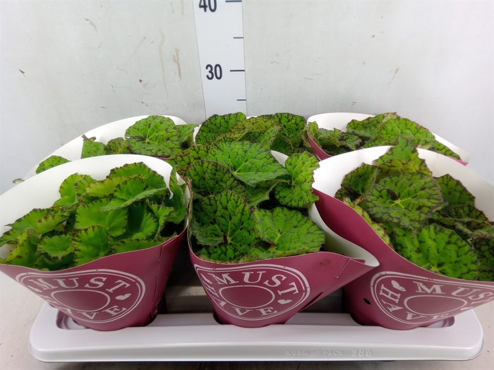 <h4>Begonia BD 'Lime Fever'</h4>