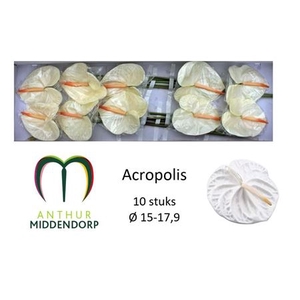 Anth Acropolis