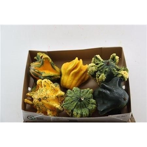 CUCURBITA PEPO