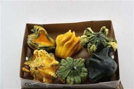 <h4>CUCURBITA PEPO</h4>
