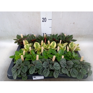 Peperomia   ...mix