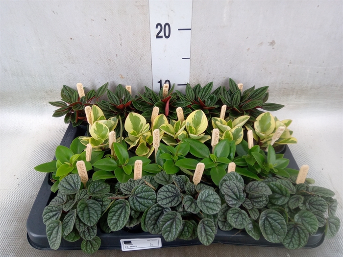 <h4>Peperomia   ...mix</h4>
