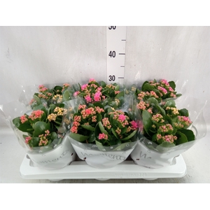 Kalanchoe blos.   ..rosebud mix/pot