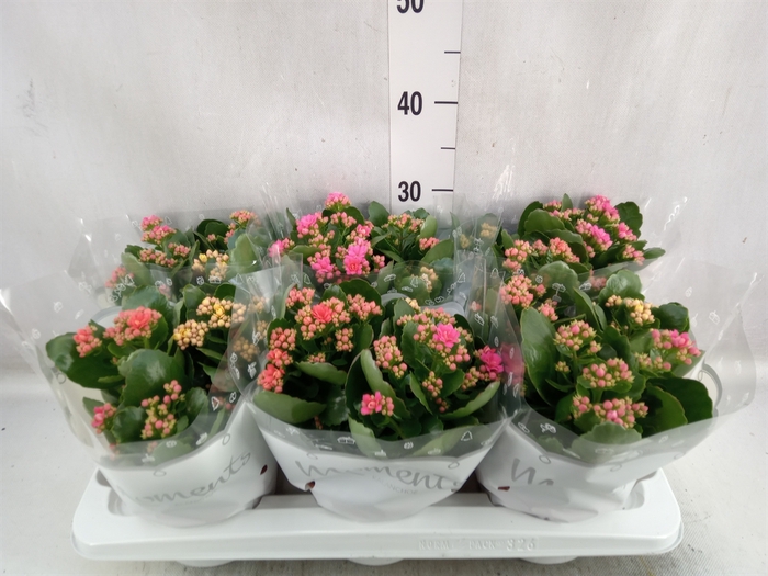 <h4>Kalanchoe blos.   ..rosebud mix/pot</h4>