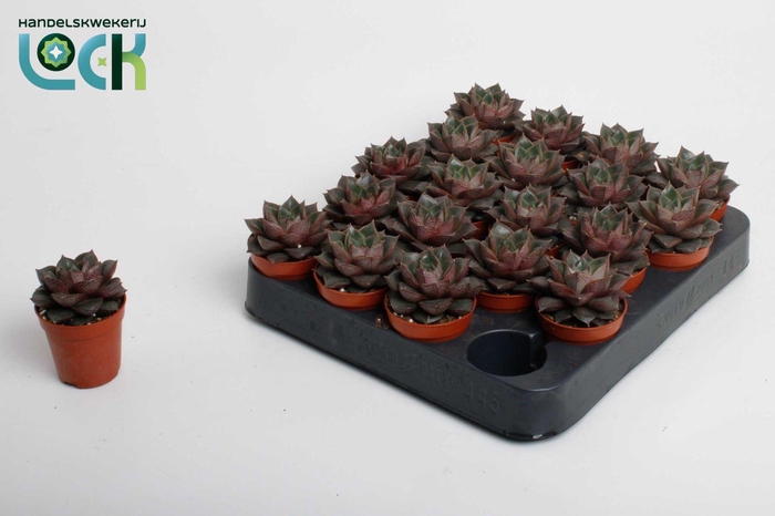 <h4>Echeveria Purpusorum</h4>