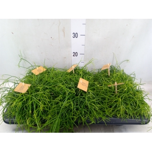 Rhipsalis   ...