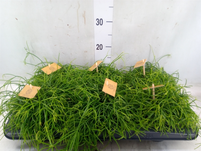 <h4>Rhipsalis   ...</h4>