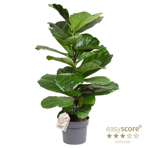 FICUS LYRATA P24