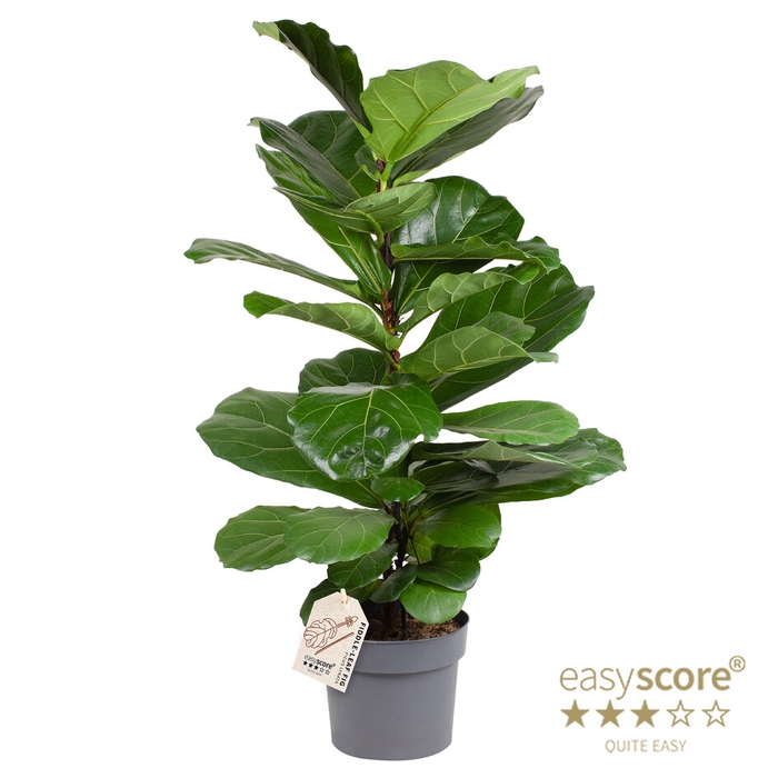 <h4>FICUS LYRATA P24</h4>