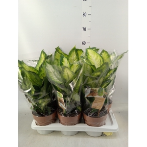 Dieffenbachia  'Camilla'