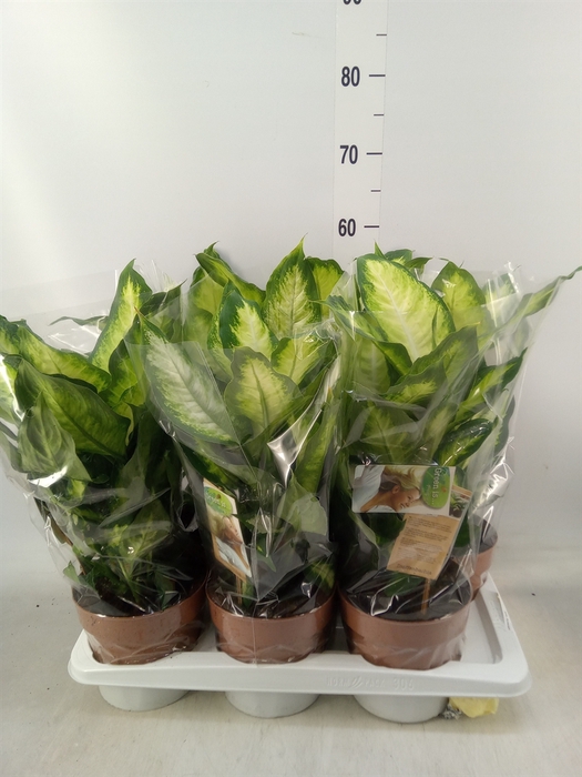 <h4>Dieffenbachia  'Camilla'</h4>