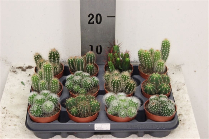 Cactus Gemengd