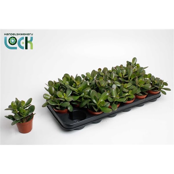 <h4>Crassula Argentea Ovata</h4>