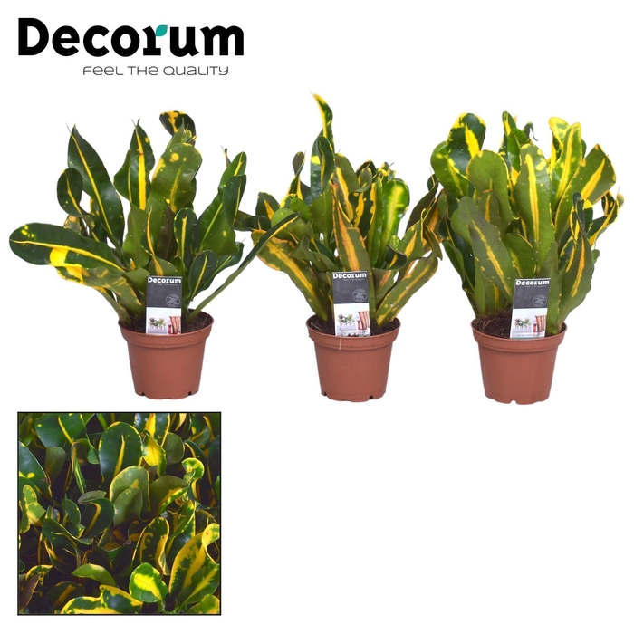 Croton Mammi Yellow kopstek 7 cm (Decorum)