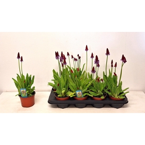 PRIM VIALII