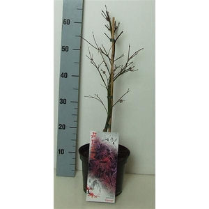 Acer palmatum 'Garnet' P19 Full CC