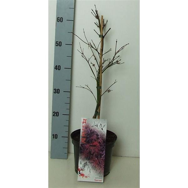<h4>Acer palmatum 'Garnet' P19 Full CC</h4>