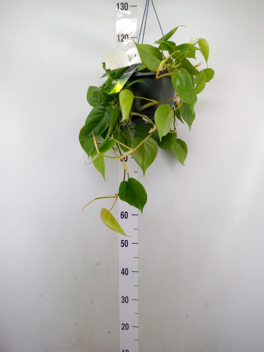 <h4>Philodendron scand.</h4>