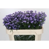 Aster Baby Blue