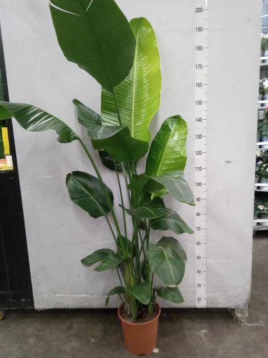 <h4>Strelitzia nicolai</h4>