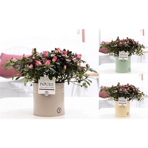 1st class Azalea pink in P&PURE zinc pot Louise 4 ass.