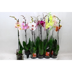 PHAL GEM