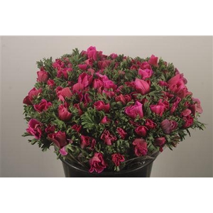Anemone Fr. Fuchsia