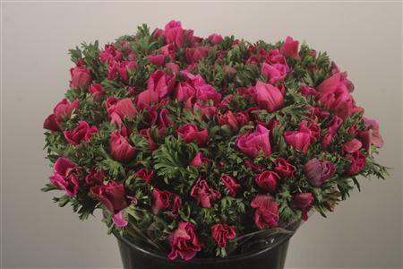 <h4>Anemone Fr. Fuchsia</h4>