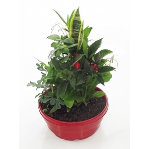 COQUETEL 7 ERVAS C21