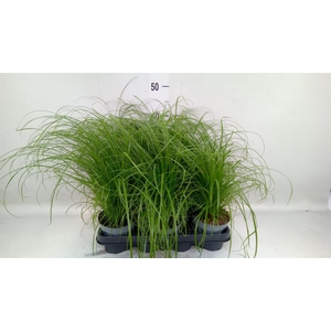 Cyperus alternifolius 'Zumula'