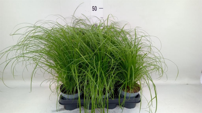 <h4>Cyperus alternifolius 'Zumula'</h4>