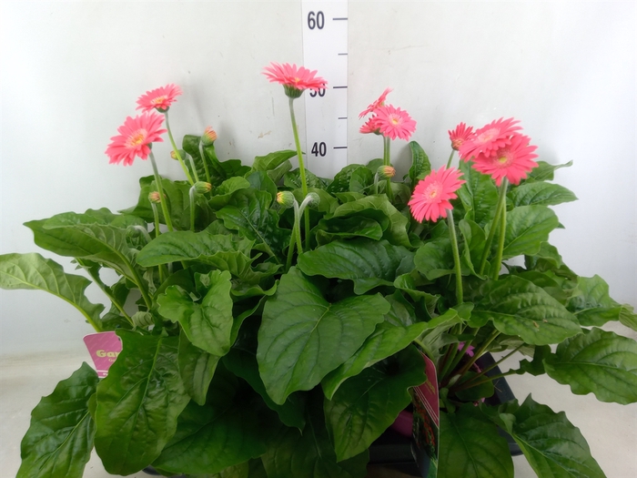 <h4>Gerbera  'Garvinea Sweet Heart'</h4>