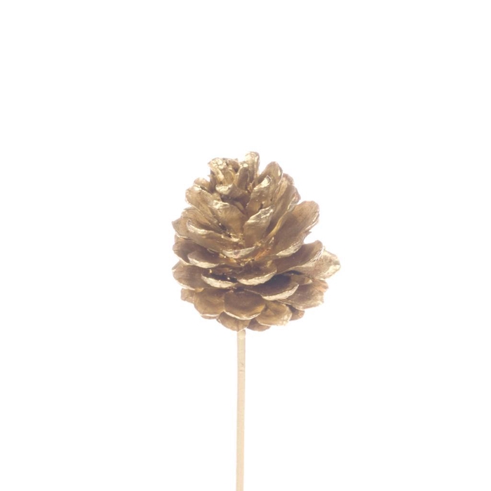<h4>Pine C 4-6cm On Stem Gold</h4>