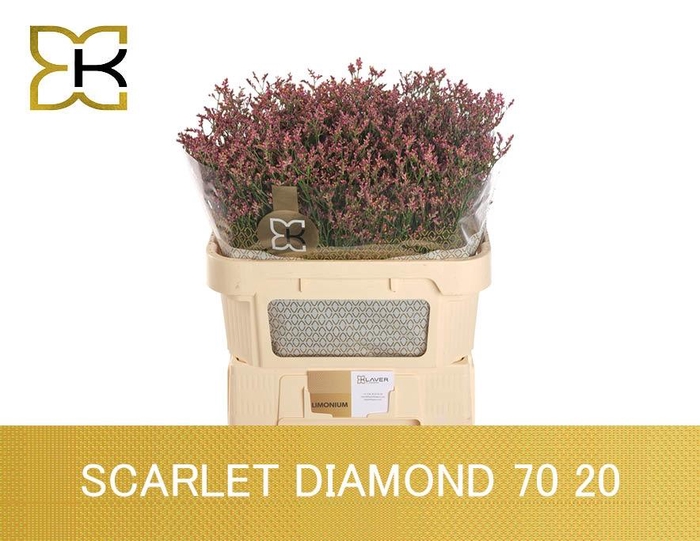 <h4>LIM SIN SCARLET DIA</h4>