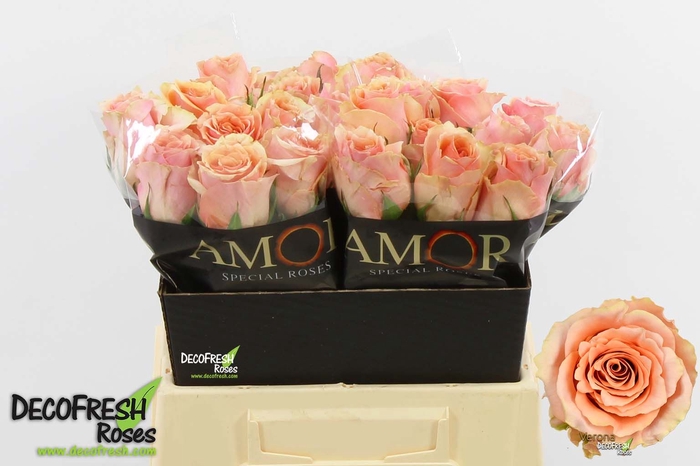 <h4>R Gr Verona Amor</h4>