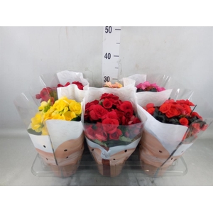 Begonia elat. DU   ...mix