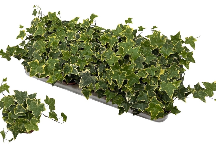 <h4>HED HE GOLDCHILD</h4>