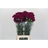 Dianthus St Yukari Violet