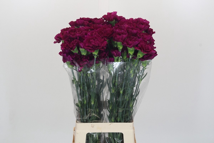 Dianthus St Yukari Violet