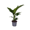 Strelitzia nicolai
