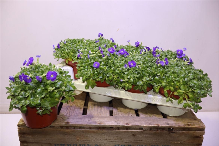 <h4>Aubr Gracilis Kitte</h4>