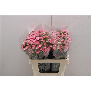 Dianthus Ba Pink Prinsess