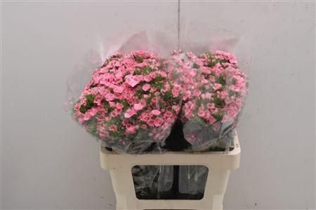 <h4>Dianthus Ba Pink Prinsess</h4>