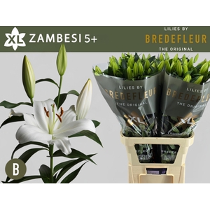 LI OT ZAMBESI 5+